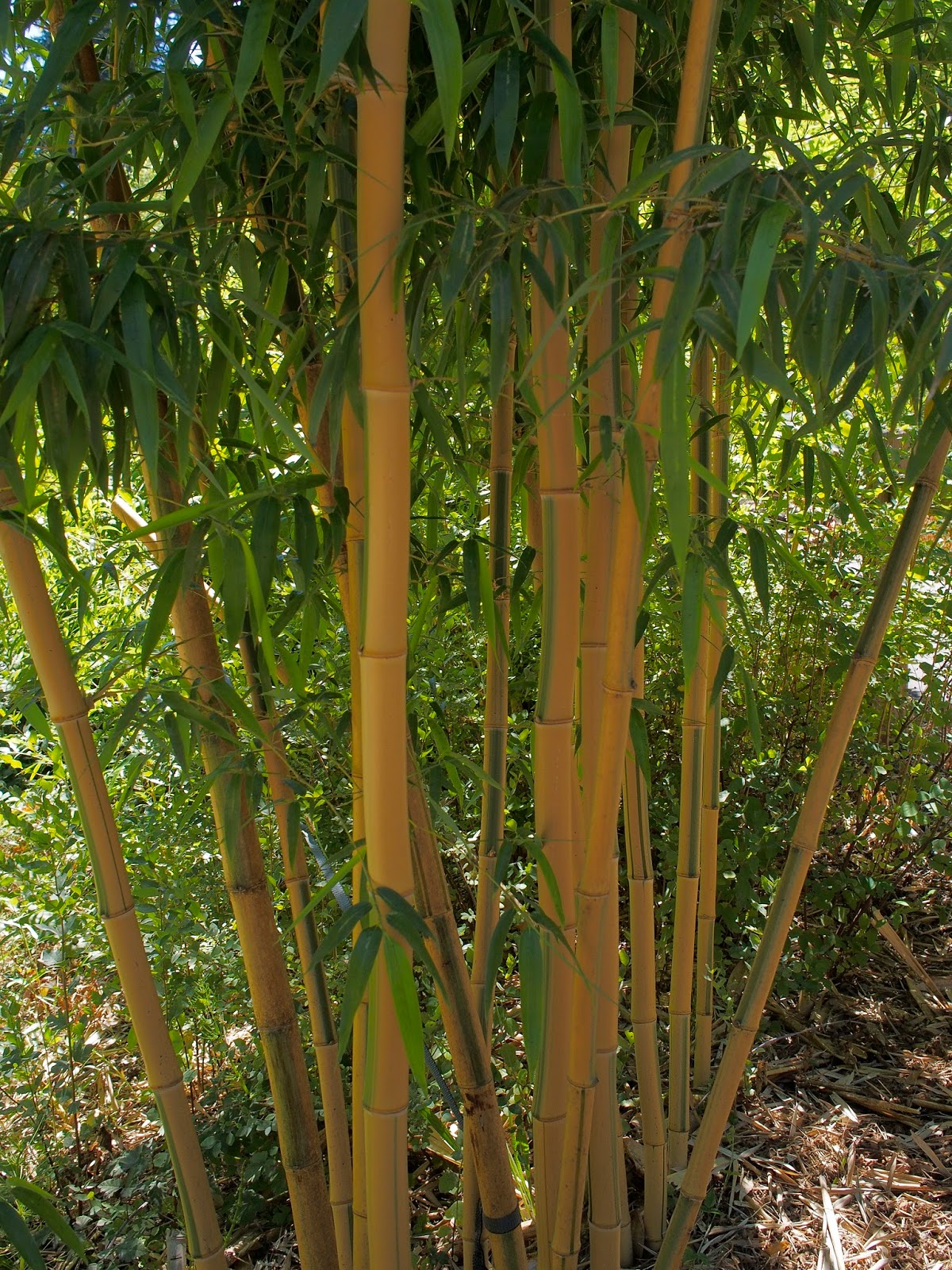 Bamboo at the Hoyt Arboretum