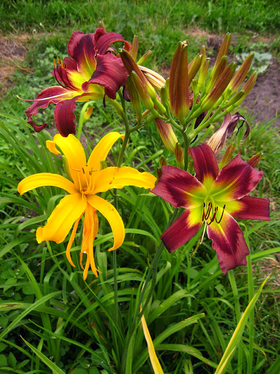 Plant Life Hybridization