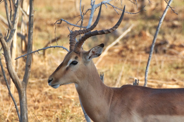 Impala de Hlane National Park