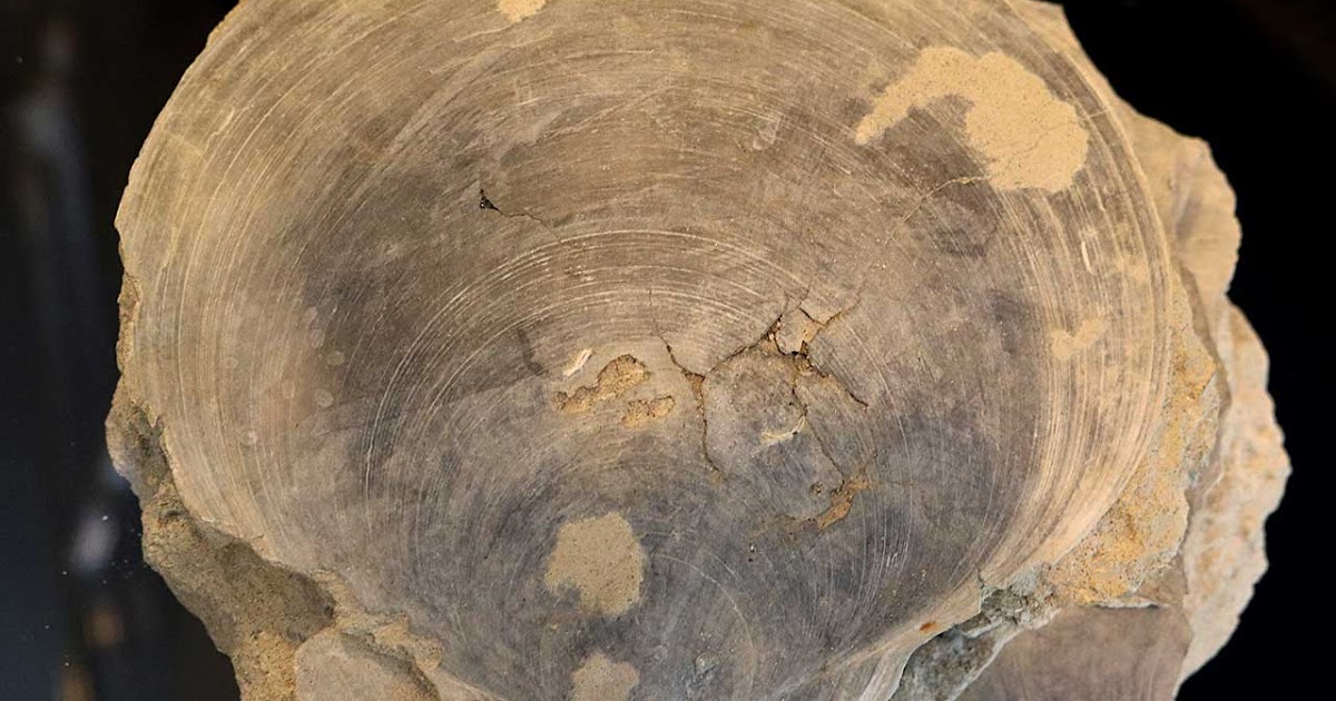 Louisville Fossils and Beyond Amusium mortoni Bivalve Fossil