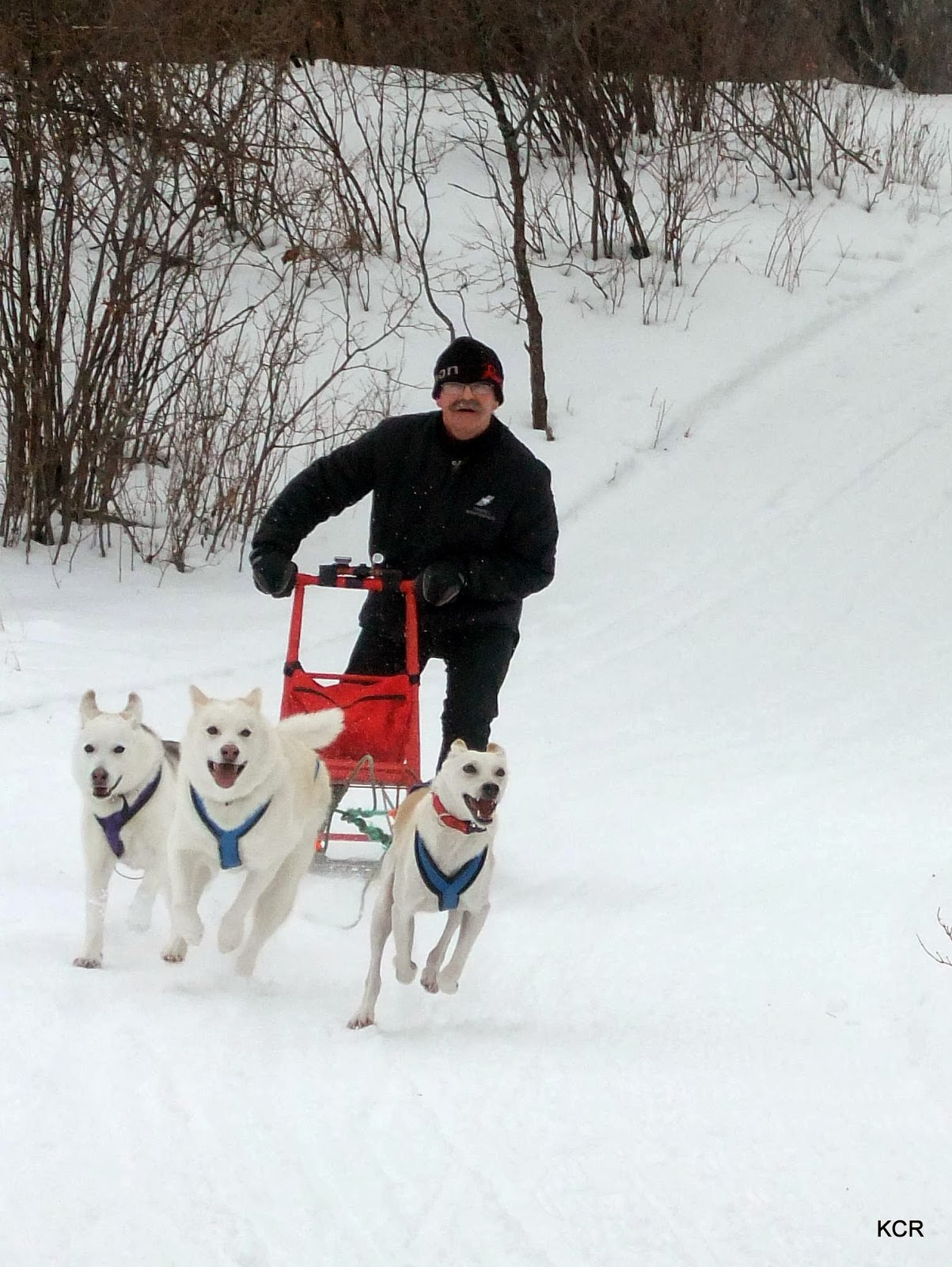 Skijor OxfordDogs Kicksled with your Best Friend