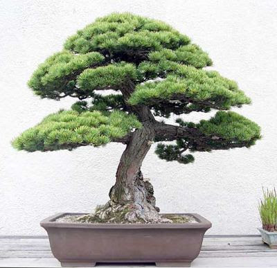 Tips Sukses Budidaya Bonsai Pinus Info Savana