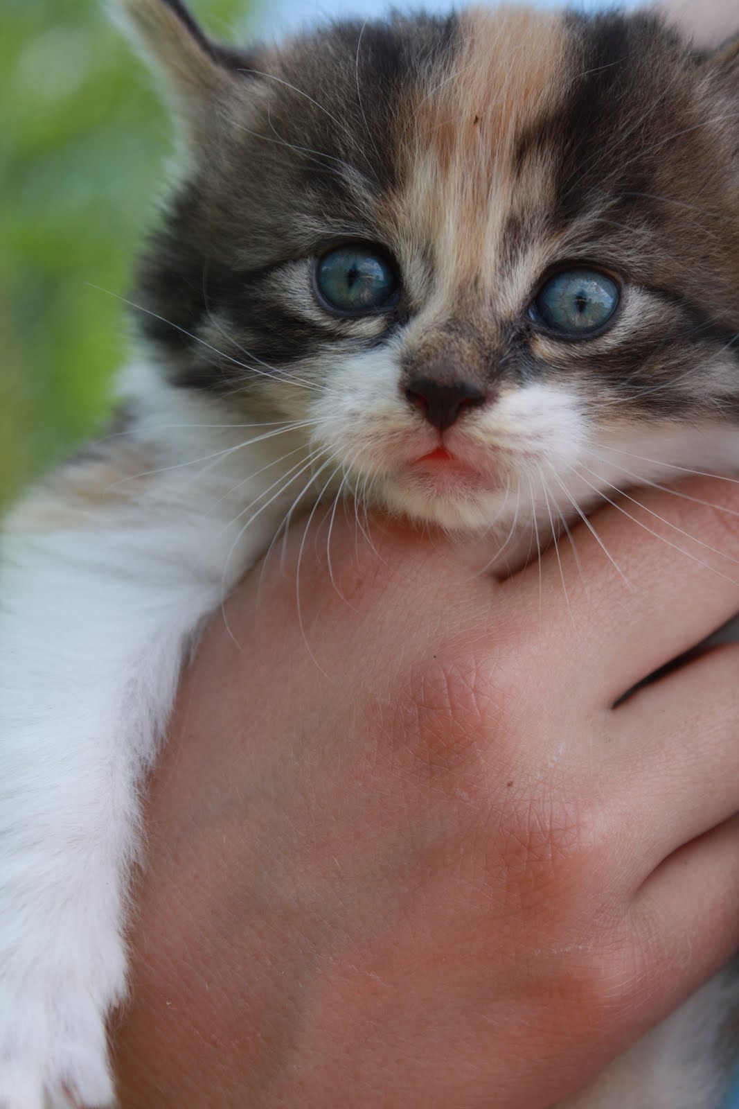 Real Life: FREE Kittens