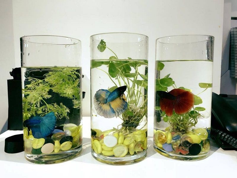 The Toxic Plants for Betta Fish Cover Up Image The Toxic Plants for Betta Fish Cover Up Image