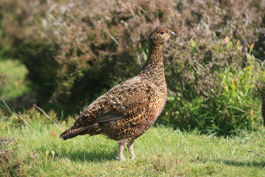 Grampy Bustard That sinking feeling.....