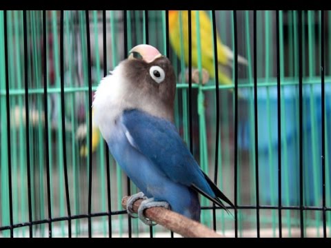 Harga Lovebrid Termahal Di Dunia Bisa Mencapai 1 Rumah Mewah