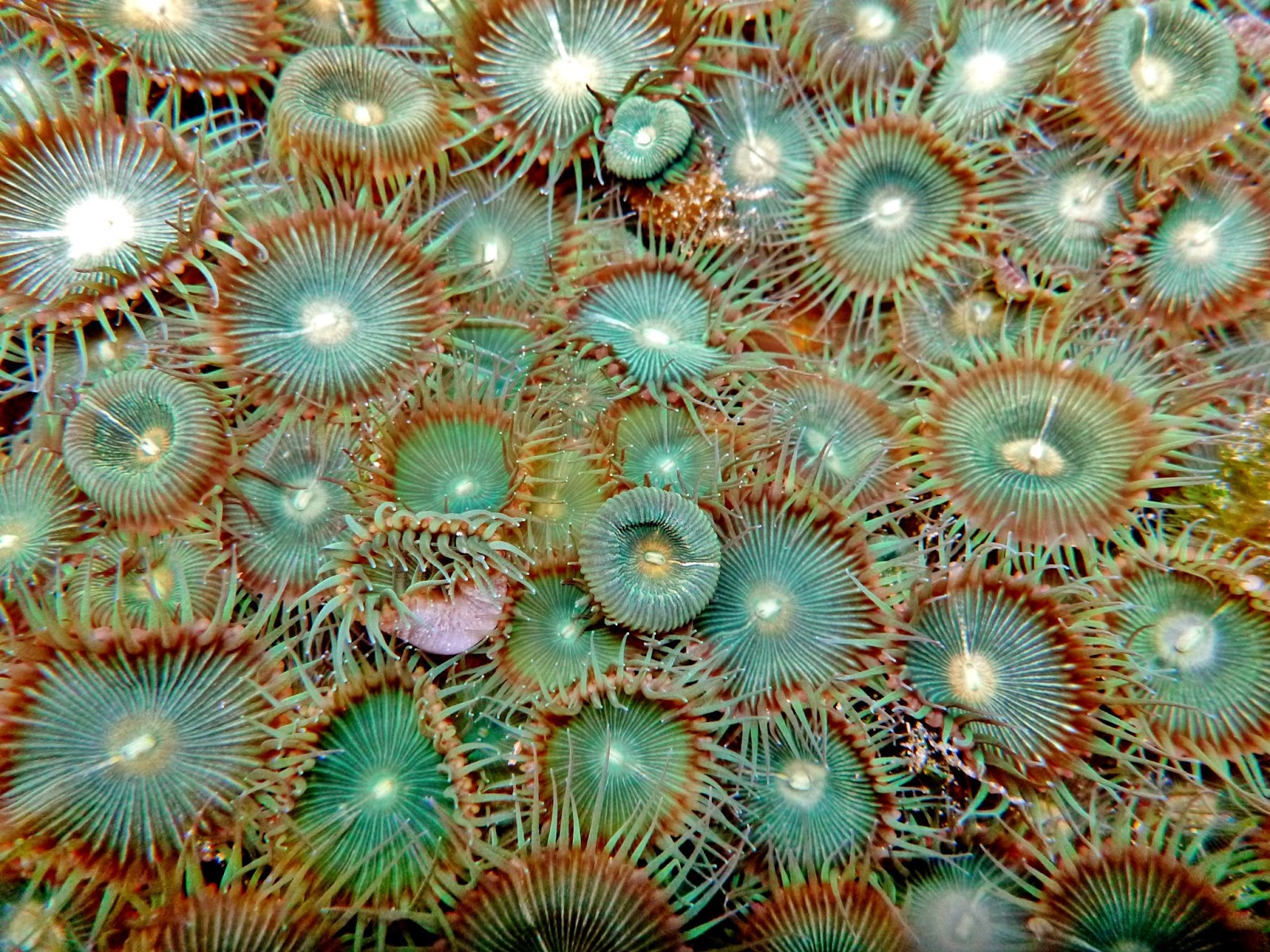 52 curated Zoanthids ideas by fritzaquatics Salts , Identifying Zoanthids T...