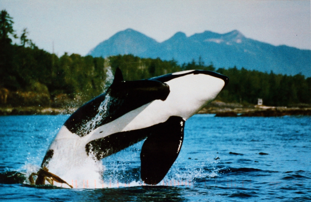 Mail Adventures Orcas from British Columbia
