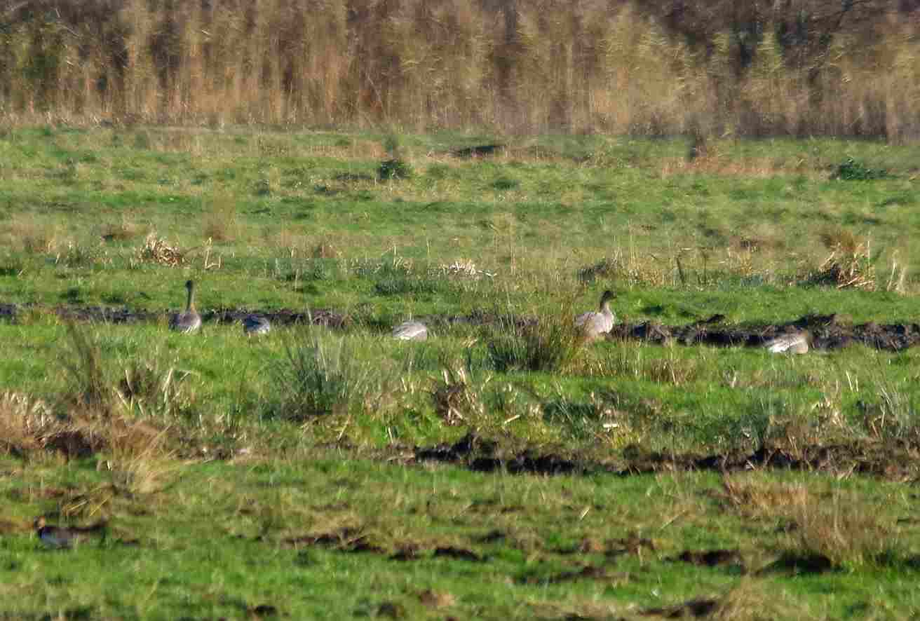 Birds of the Heath Bean Geese at Buckenham RSPB