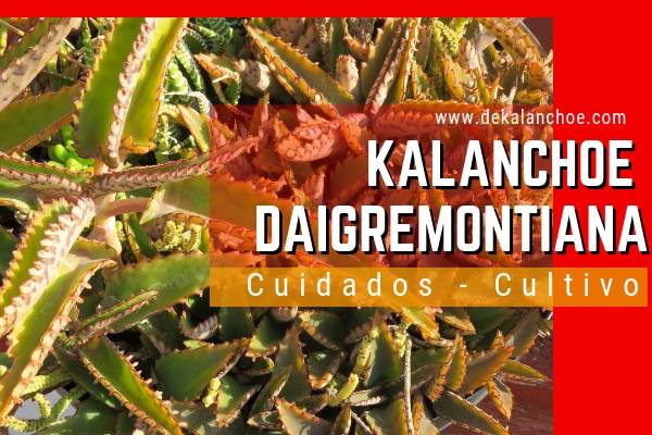 Kalanchoe daigremontiana cuidados y cultivos en dekalanchoe. com