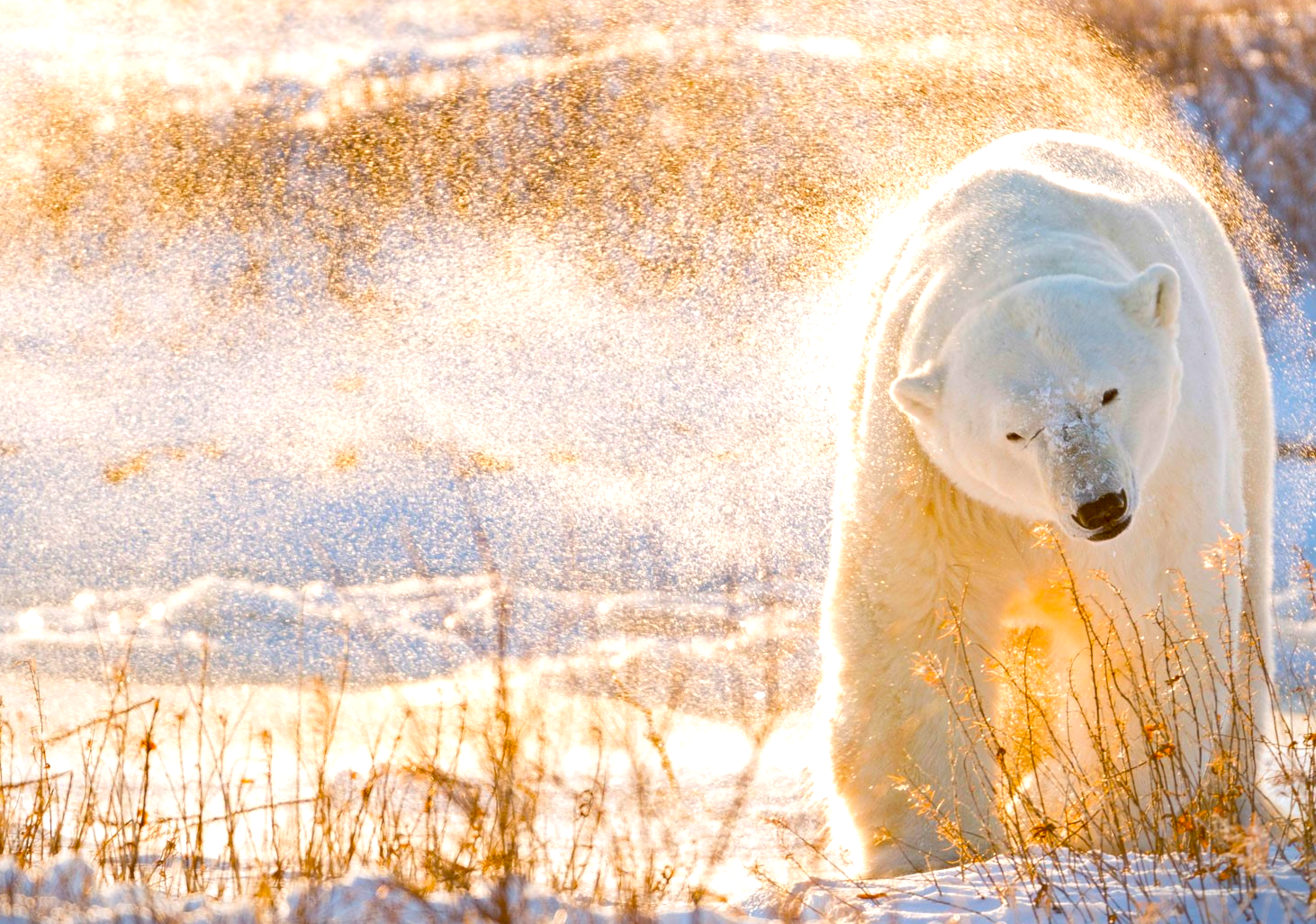 Скорость бега белого медведя. Белый медведь. Полярный медведь. Пейзаж с белыми медведями. Белый медведь на снегу.