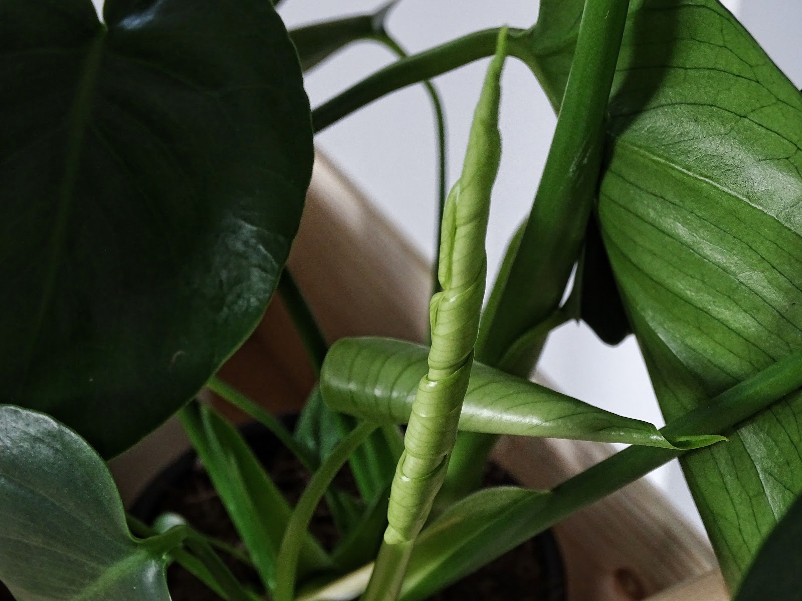 DIY-Blumenkasten zum Aufhängen an Treppengeländern und Galerien plus Pflegetipps und Informationen zur Monstera-Pflanze | https://mammilade.blogspot.de DIY-Blumenkasten zum Aufhängen an Treppengeländern und Galerien plus Pflegetipps und Informationen zur Monstera-Pflanze | https://mammilade.blogspot.de
