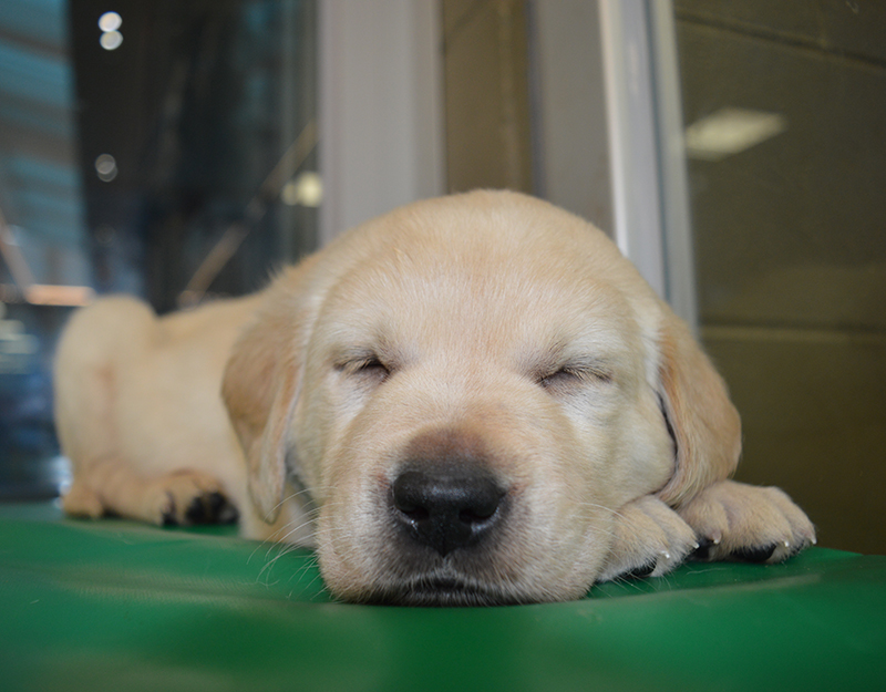 Seeing Eye Dog Training Schools Seeing Eye Dog Training Schools