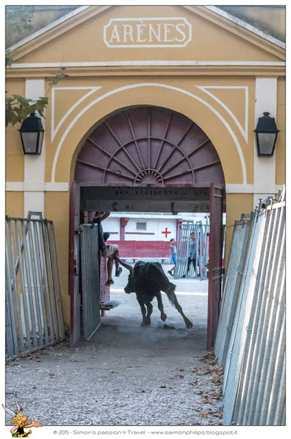 Corsa camarghese toro assale un ragazzo Corsa camarghese toro assale un ragazzo