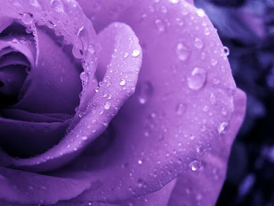 Wallpaper-HD-Blog: Purple Roses