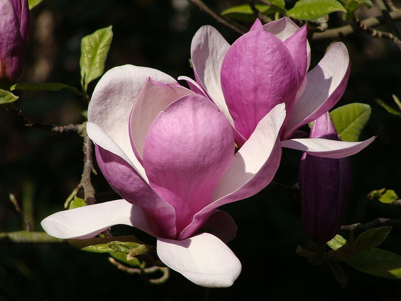 elarbolmiamigo-encinarosa: Magnolia de hoja caduca / Magnolia x soulangeana  / Magnolio chino / Árbol tulipán