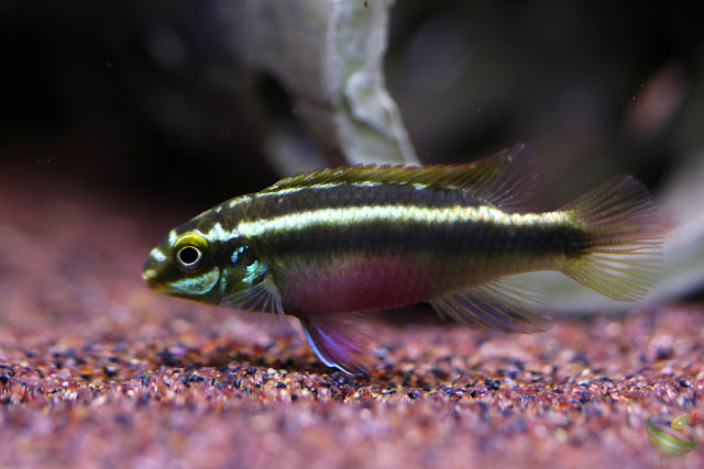 Pelvicachromis sacrimontis