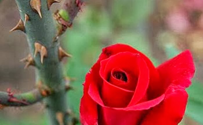 Sylvia: En torn blant roser