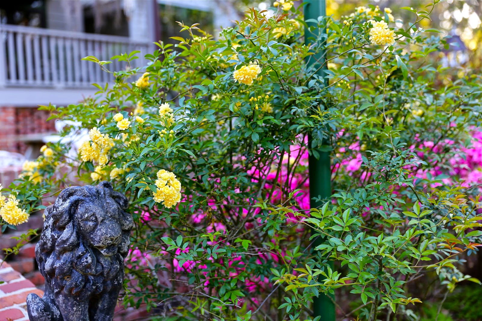 Sweet Southern Days: The Azaleas Are Blooming