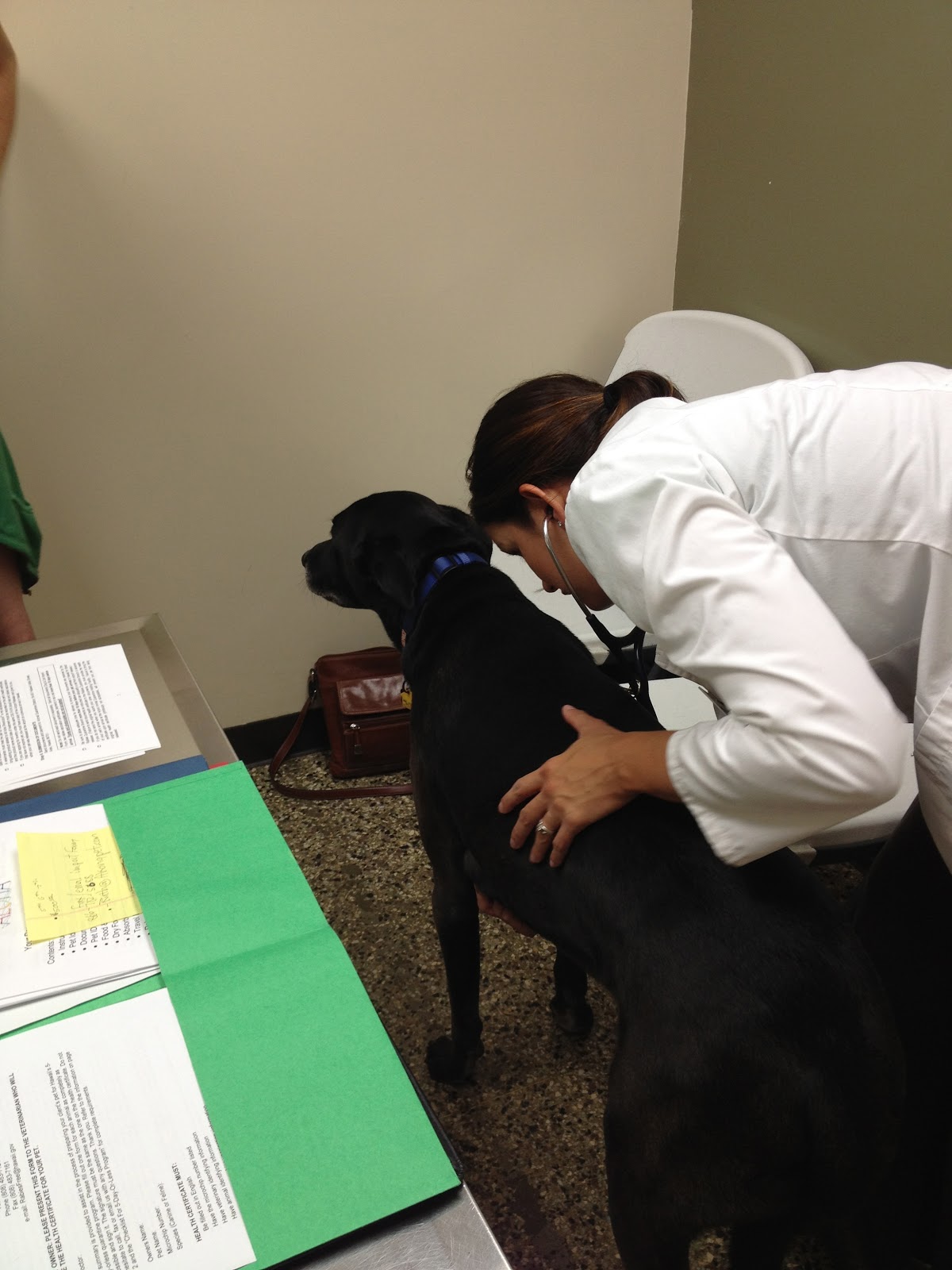 Such Good Dogs Flying dogs to Maui, Hawaii