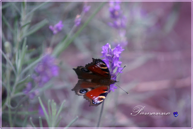 lavender, lavender and bee, lavender and butterfly, lavender candles, lawenda, owady na lawendzie, lawendowe świeczki, decoupage na słoikach