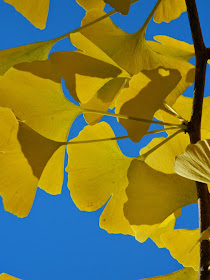 Ginkgo biloba Maidenhair tree autumn leaves Mount Pleasant Cemetery by garden muses-not another Toronto gardening blog