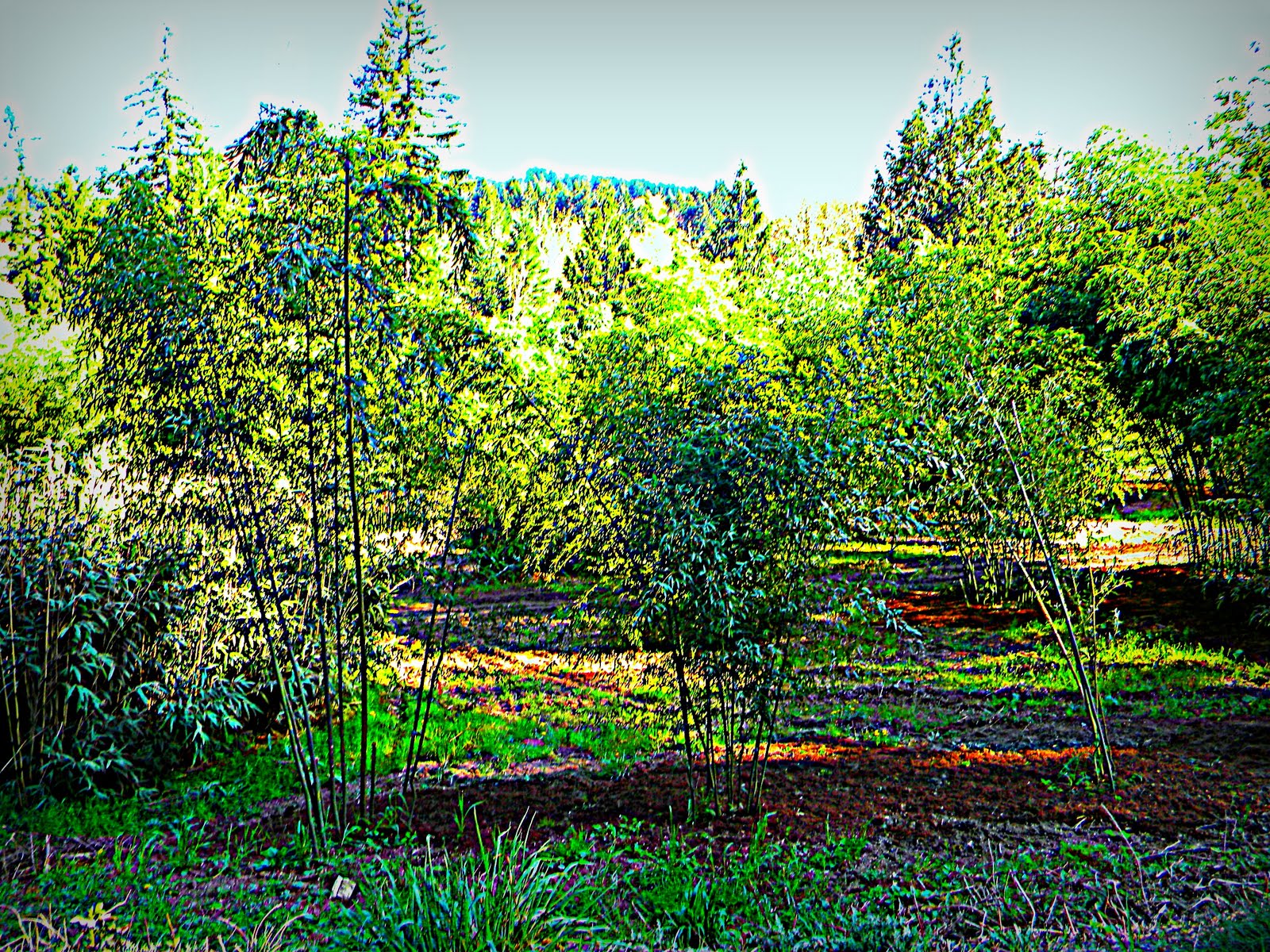 PHOTO DUMP Oregon Bamboo Garden North Plains Oregon