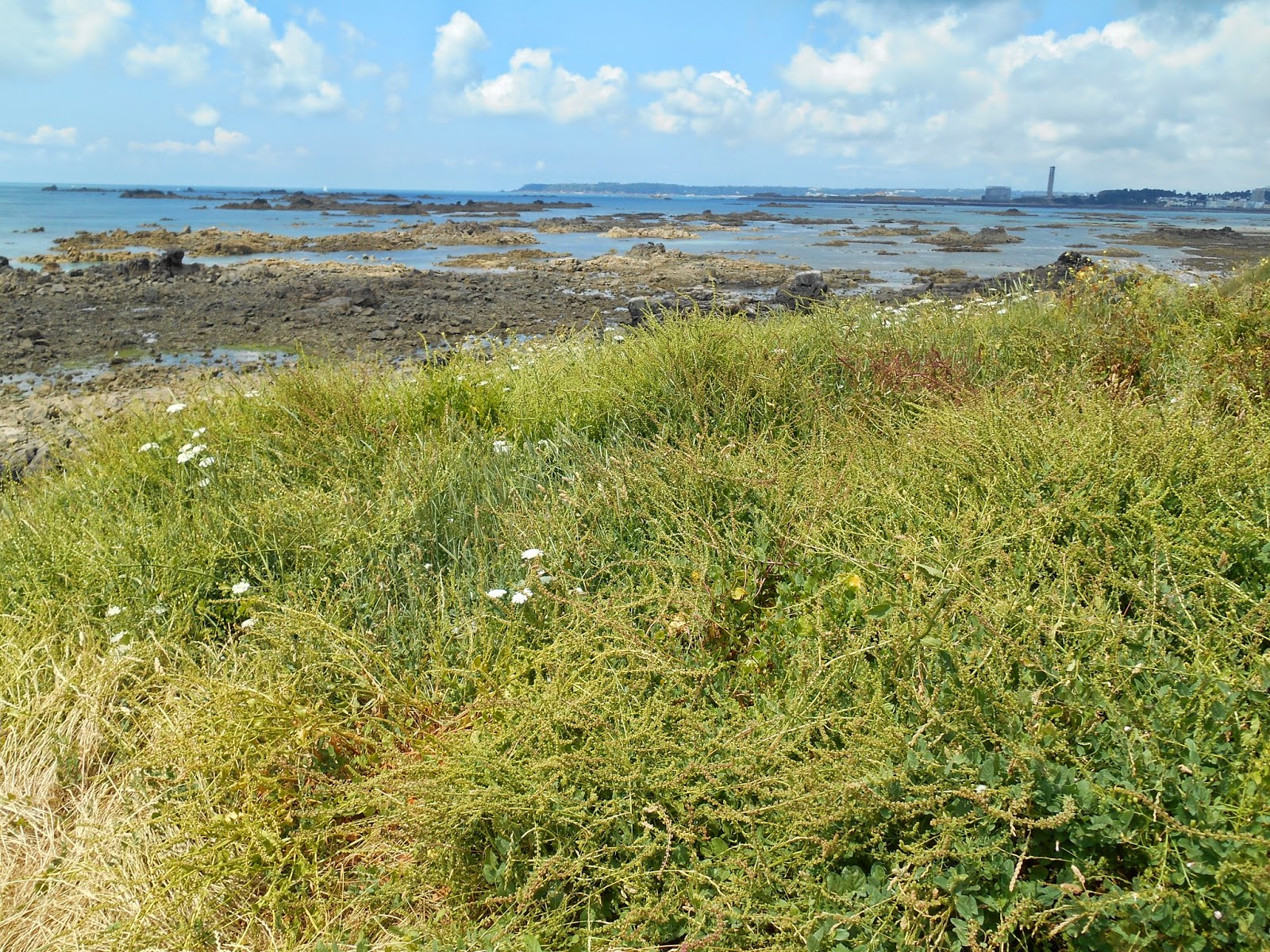 A lifetime of Islands Island 231 Green Island/La Motte, Jersey