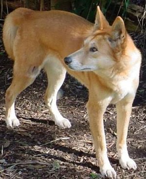Animal Encyclopedia Dingo animal-encyclopedia-dingo