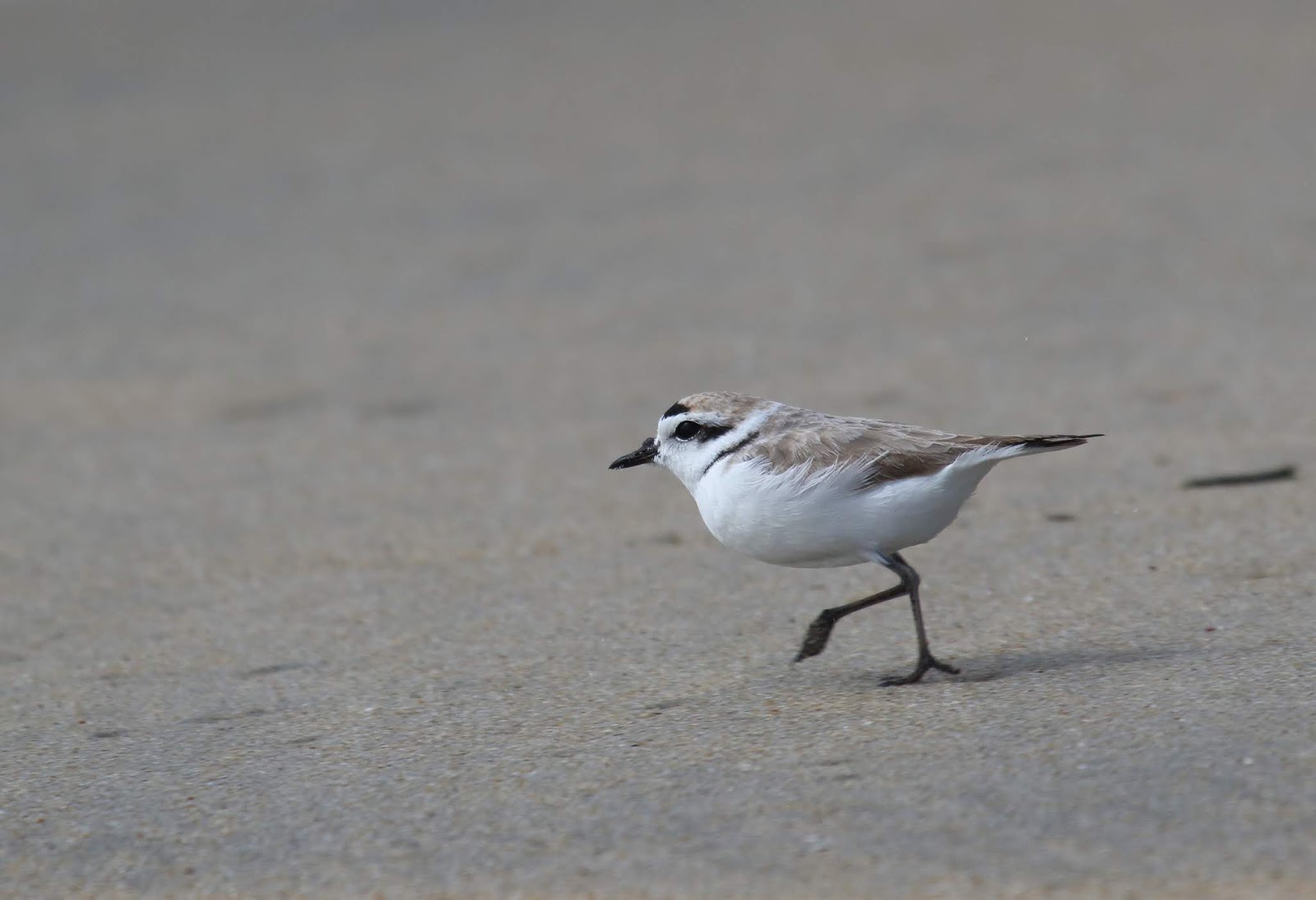 Snowy Plover at Imperial Beach Greg in San Diego