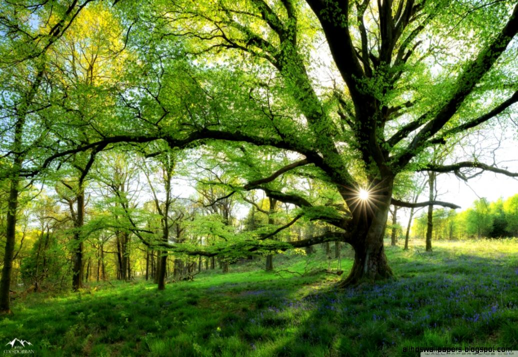 Most Beautiful Spring Landscapes On Earth HD desktop wallpaper