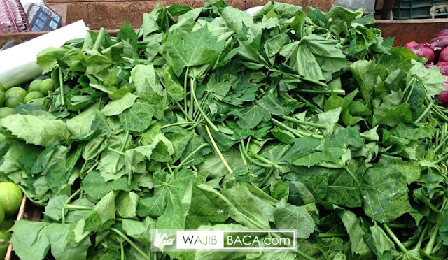 Sudah Pernah Melihat Bingkisan Dari Tuhan? Inilah Tumbuhan yang Bisa Menyembuhkan Berbagai Penyakit! Sudah Pernah Melihat Bingkisan Dari Tuhan? Inilah Tumbuhan yang Bisa Menyembuhkan Berbagai Penyakit!