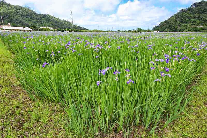 iris, flowers,fields