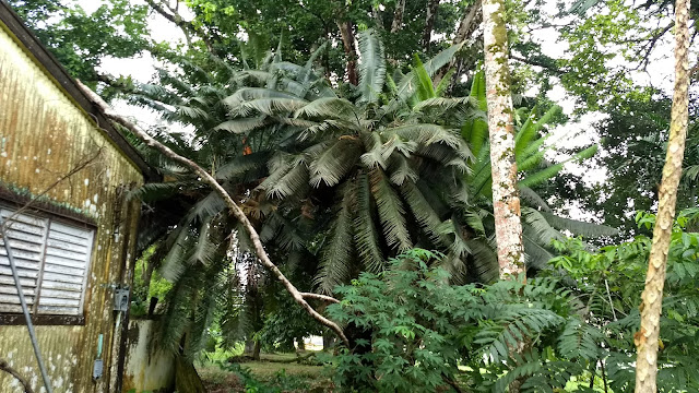 Cycad