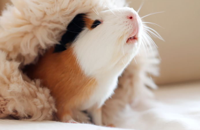 suavidad cobaya fotografia Kevin