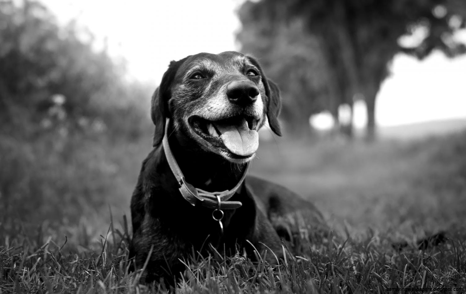 Dogs Black And White Pictures images