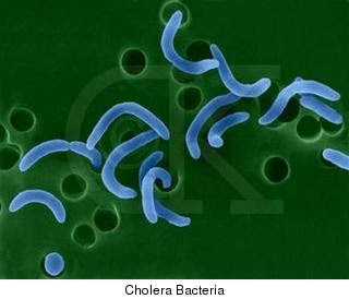 Coeliac Bacteria
