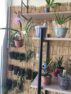 , Nuova zona di coltivazione!, diarid'orchidee