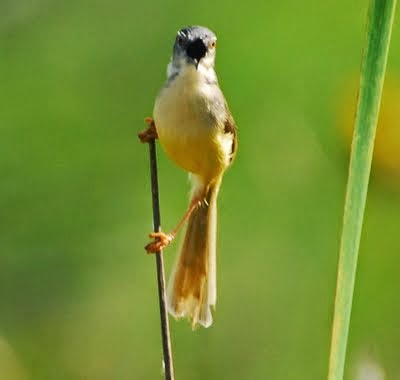 Cara Agar Supaya Ciblek Kicau Cepat Nembak Ngebren