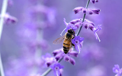 Vea usted a una abeja polinizando las flores - Insectos