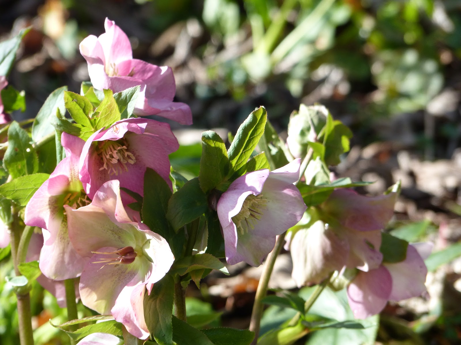 Paris Cote Jardin Fleurs Et Couleurs Pour Les Andromedes