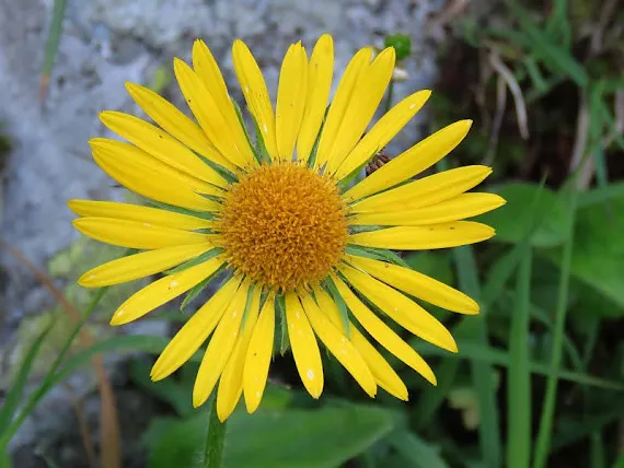 Omieg górski (Doronicum austriacum Jacq.) omieg