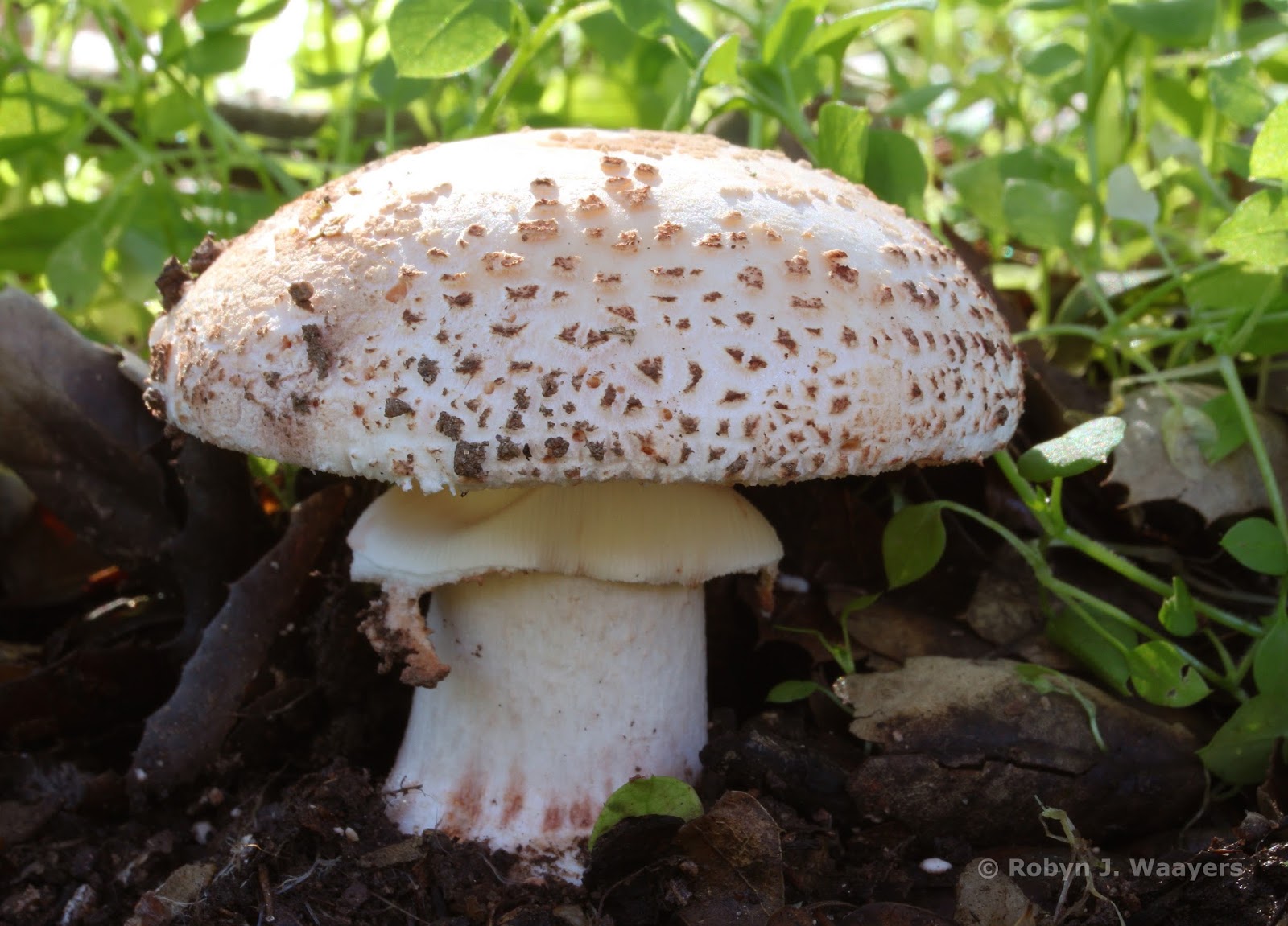 Cuyamaca Woods Mountain Journal Some Humble Rainloving Organisms of