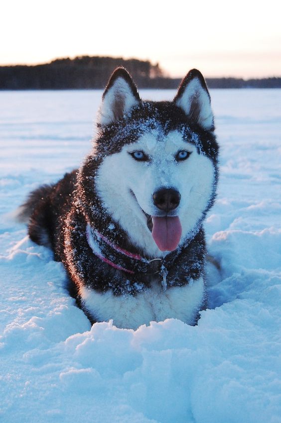 The Breeds World Top 10 Healthiest Dog Breeds the-breeds-world-top-10-healthiest-dog-breeds