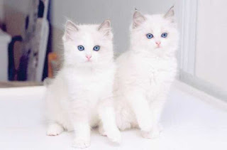 beautiful-cats-%25D8%25B5%25D9%2588%25D8%25B1-%25D9%2582%25D8%25B7%25D8%25B7-%25D8%25AC%25D9%2585%25D9%258A%25D9%2584%25D8%25A9-9
