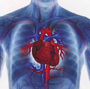 heart diseases remedies
