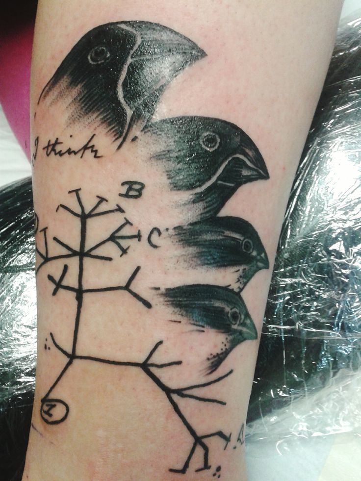 Darwin's Tree of Life Tattoo
