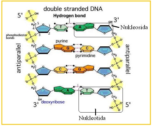 Struktur DNA dan RNA (Struktur, Hipotesis Replikasi DNA, Tipe RNA)