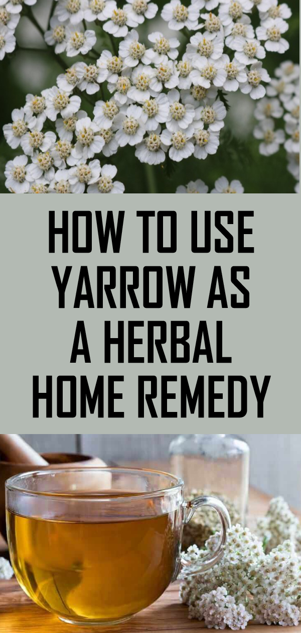 How to Use Yarrow as a Herbal Home Remedy collins
