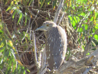 colusa NWR